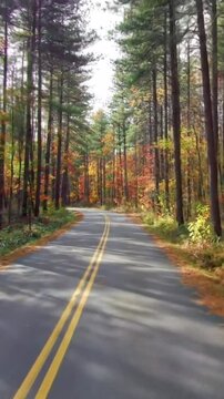 A scenic drive through a forest road with tall trees and autumn foliage creating a tunnel like effect view