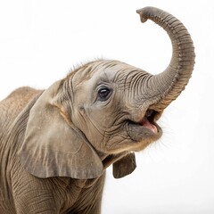 Close-up of a baby elephant playfully raising its trunk, with a white backdrop