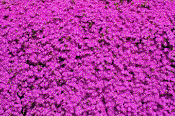 Obraz premium flowers, plant, sea, boat