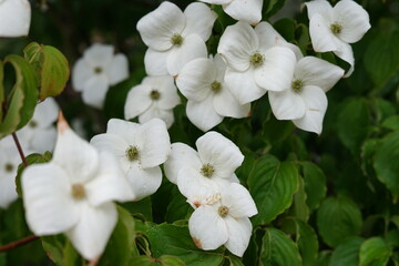 Cluster of white dogwood flowers on green background