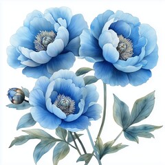 Watercolor illustration of a blue peonies with leaves floral element isolated on white background