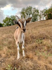 Young goat standing on a dry grassy hill in countryside under cloudy sky. Natural rural landscape with farm animal. Sharp focus, warm earthy tones, autumn season mood.