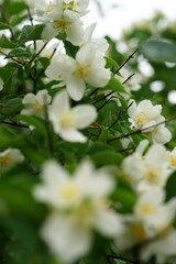 Obraz premium Fresh white jasmine flowers after rain in garden
