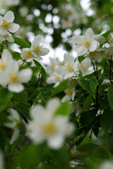 Flowering jasmine with green leaves on a rainy day