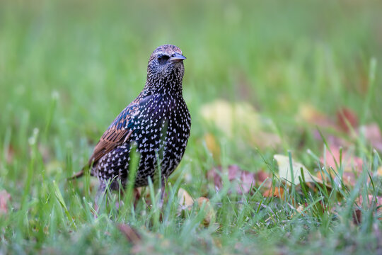 Common Starling (Sturnus vulgaris) standing on grass in autumn.