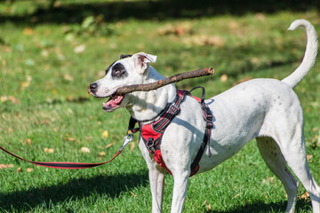 dog is playing with a stick in the park