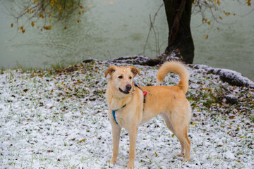 dog wet from snow near lake