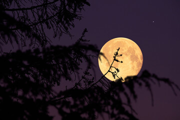 Full Moon, stars, planets and rural landscape scenery silhouettes.