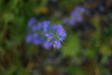 Close-up of purple wildflower in shallow depth of field