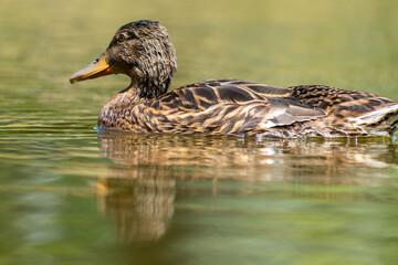Obraz premium Mallard duck
