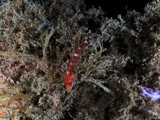 A Black faced Blenny (Tripterygion delaisi) in Tarragona, Spain