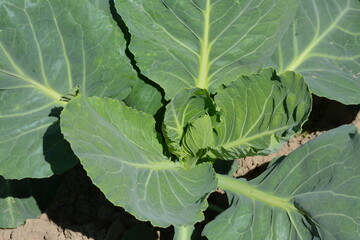  Green cabbage growing in a vegetable garden under bright sun, ideal for farming, gardening, organic food, and agriculture content.