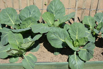 cabbage growing in the garden