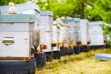 Bee hives in green nature. Beekeeping.