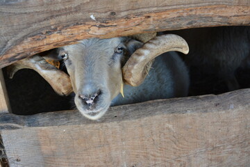 Curious ram with large curled horns peeking through a wooden fence on a farm