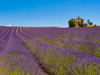 Lavender field and chapel at Entrevennes village, France