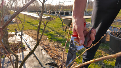 Obraz premium Male gardener working in a blueberries organic farm.