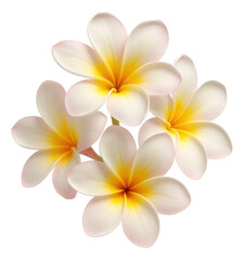 Naklejka premium A cluster of white and yellow plumeria flowers with delicate petals on transparent background.