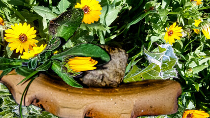 yellow flowers in a garden