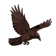 Vector illustration of a bird in flight on a white background