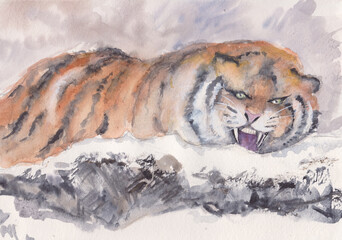 tiger in winter