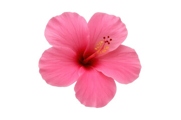 Vibrant pink hibiscus flower in full bloom, isolated on a transparent background, showcasing its delicate beauty and tropical charm