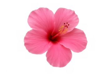 Vibrant pink hibiscus flower in full bloom, isolated on a transparent background, showcasing its delicate beauty and tropical charm