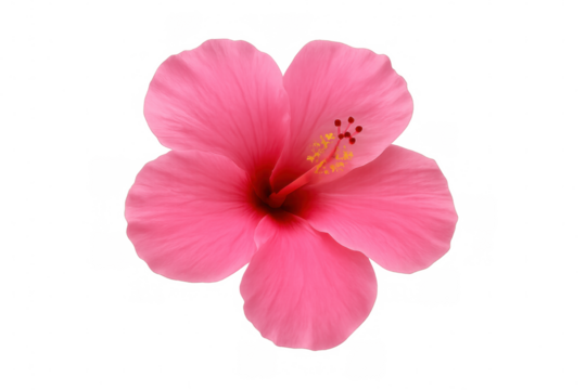 Vibrant pink hibiscus flower in full bloom, isolated on a transparent background, showcasing its delicate beauty and tropical charm