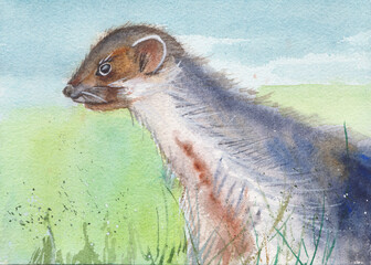Young marten hunting