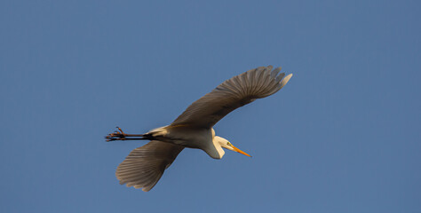 Majestic Ardea alba modesta soars gracefully in clear blue sky above coastal wetland habitat during midday while searching for food