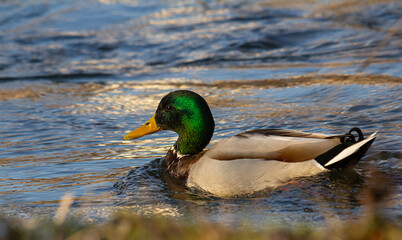 Male mallard duck swims gracefully in the shimmering water during sunrise at a tranquil nature reserve