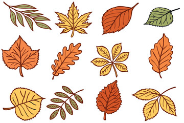 Obraz premium A collection of various autumn leaves in shades of orange, yellow, and green. The leaves are illustrated with distinct shapes and textures.