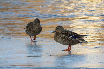Two female mallards walking on a frozen lake during sunset showcasing their natural beauty and environmental habitat