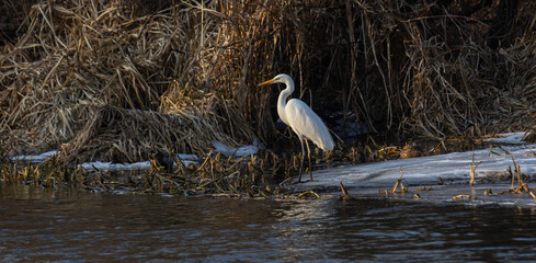 Great egret stands quietly on riverbank observing surroundings at dawn near wetlands in a peaceful natural habitat