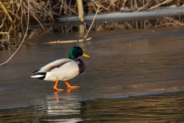 Colorful male mallard duck walking across frozen pond in early winter sunlight surrounded by bare branches and brush in a natural setting