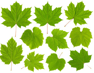 Close-Up of Textured Garden Bush Leaves Set, isolated on transparent background PNG