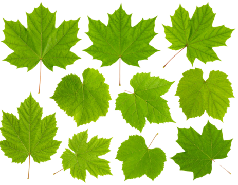 Close-Up of Textured Garden Bush Leaves Set, isolated on transparent background PNG