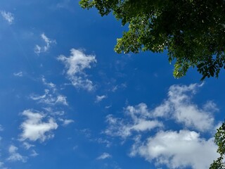 Obraz premium blue sky with clouds, Branch, leaf, morning fresh