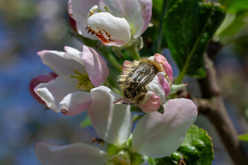 Hairy Rose Beetle exploring apple blossoms in spring sunlight showcasing vibrant colors and intricate details of nature's beauty