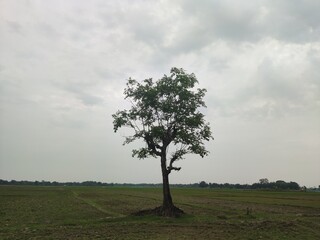single tree in a rice paddy