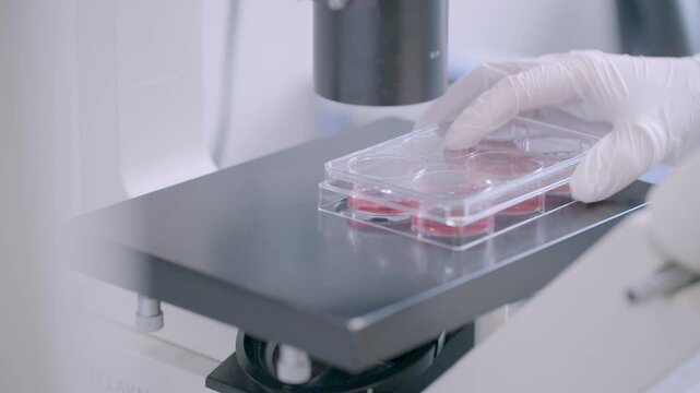 Close-up of a gloved hand positioning a petri dish with red media beneath a microscope objective in a modern lab.