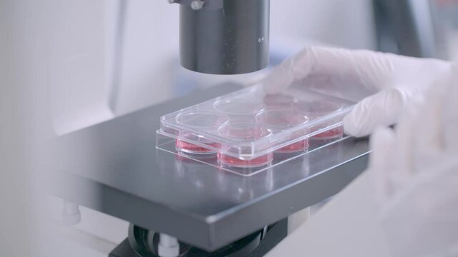 Close-up of a gloved hand positioning a petri dish with red media beneath a microscope objective in a modern lab.