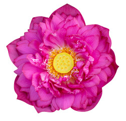 Red lotus flower isolated on white background