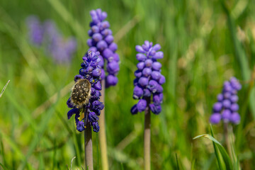 Hairy rose beetle explores vibrant purple flowers in a sunny meadow during springtime