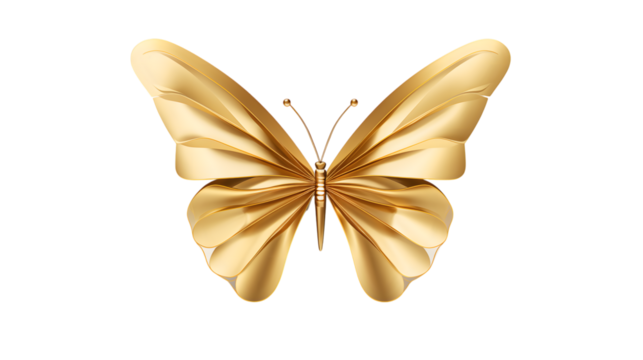 butterfly on white background