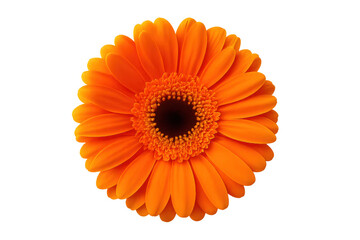 Close-up of a vibrant orange gerbera daisy with a dark center, isolated on a transparent background, ready for use in various design projects
