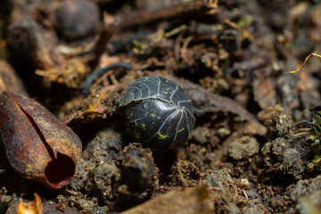 Close-up view of a black pill bug nestled in rich brown soil among decaying leaves and twigs during a sunny day in a natural environment