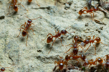 Close up view of fire ants foraging on a textured surface during daylight showcasing their social behavior and intricate details of their tiny bodies