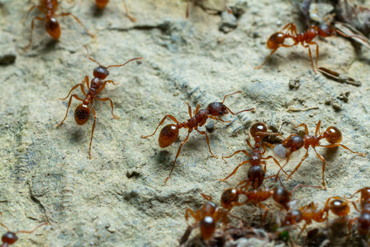 Close up view of fire ants foraging on a textured surface during daylight showcasing their social behavior and intricate details of their tiny bodies