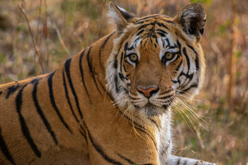 portrait of a bengal tiger